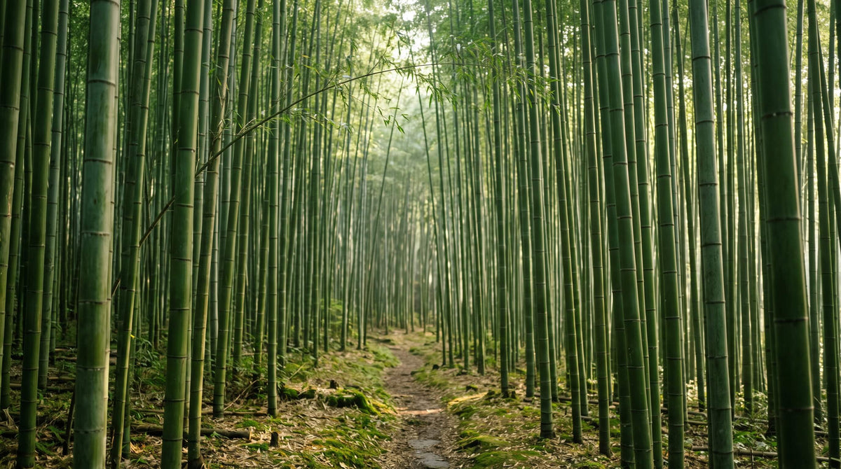 bamboo forest