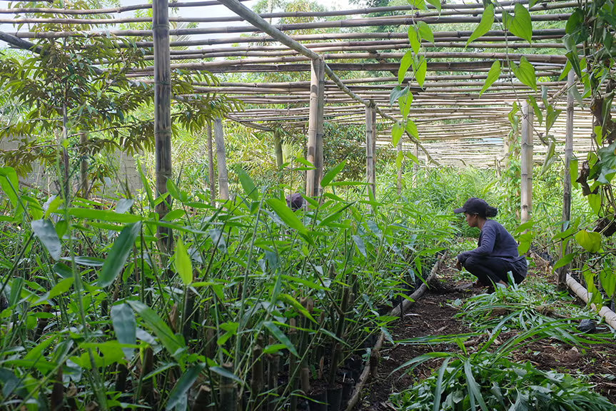 a nursery for bamboo shoots in the Philippines 