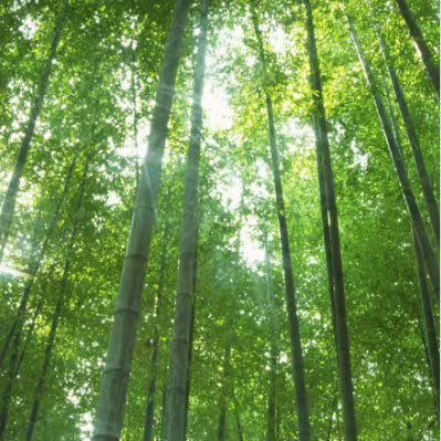 A dense green bamboo forest with tall slender stalks and bright sunlight filtering through the canopy.
