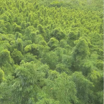 A dense field of green bamboo or bamboo-like plants filling the frame, photographed from above at a slight angle.