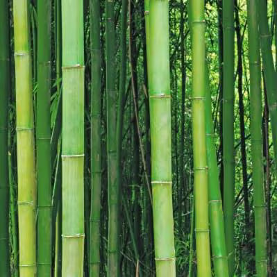 A dense bamboo grove with tall green bamboo stalks standing vertically.