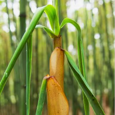 a bamboo shoot growing