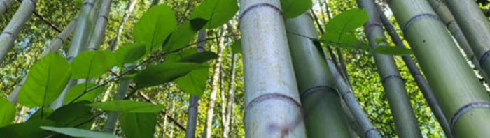 A close-up view of a dense bamboo grove with green stalks and leaves filtering sunlight through the canopy.
