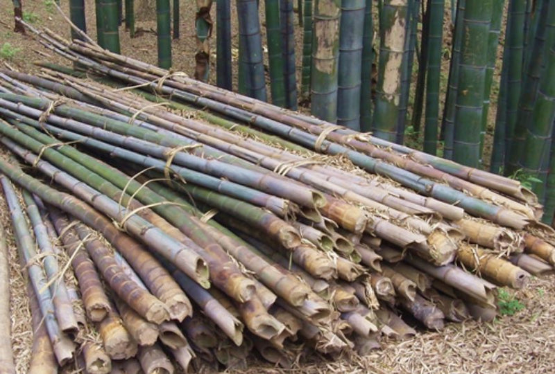 a pile of harvested bamboo stocks
