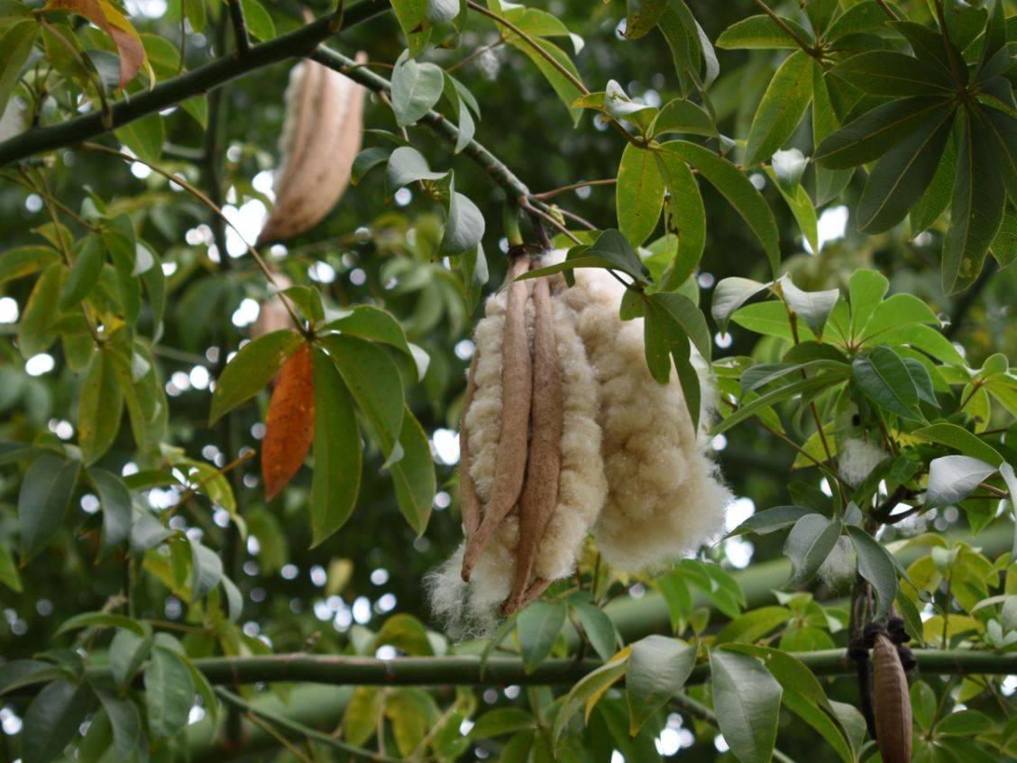 Kapok pods on a tree bursting with fluffy kapok