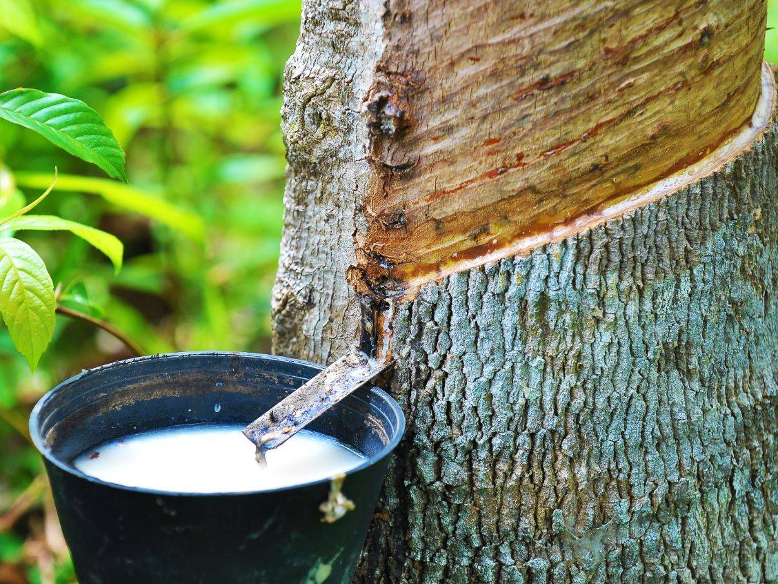 White sap being harvested from a rubber tree