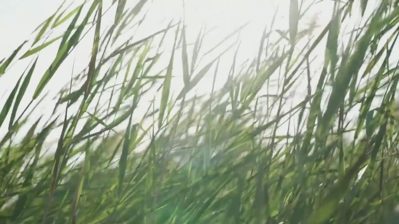 Cariloha bamboo — our process